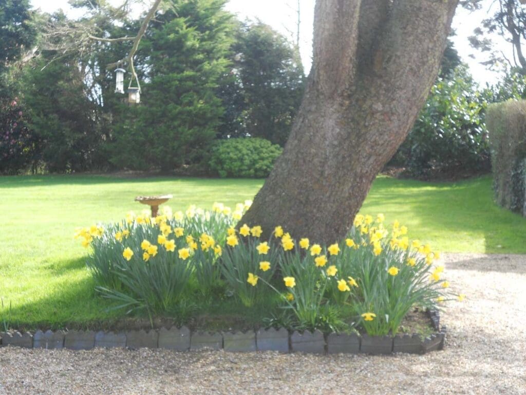 Daffodils around an old tree in the garden