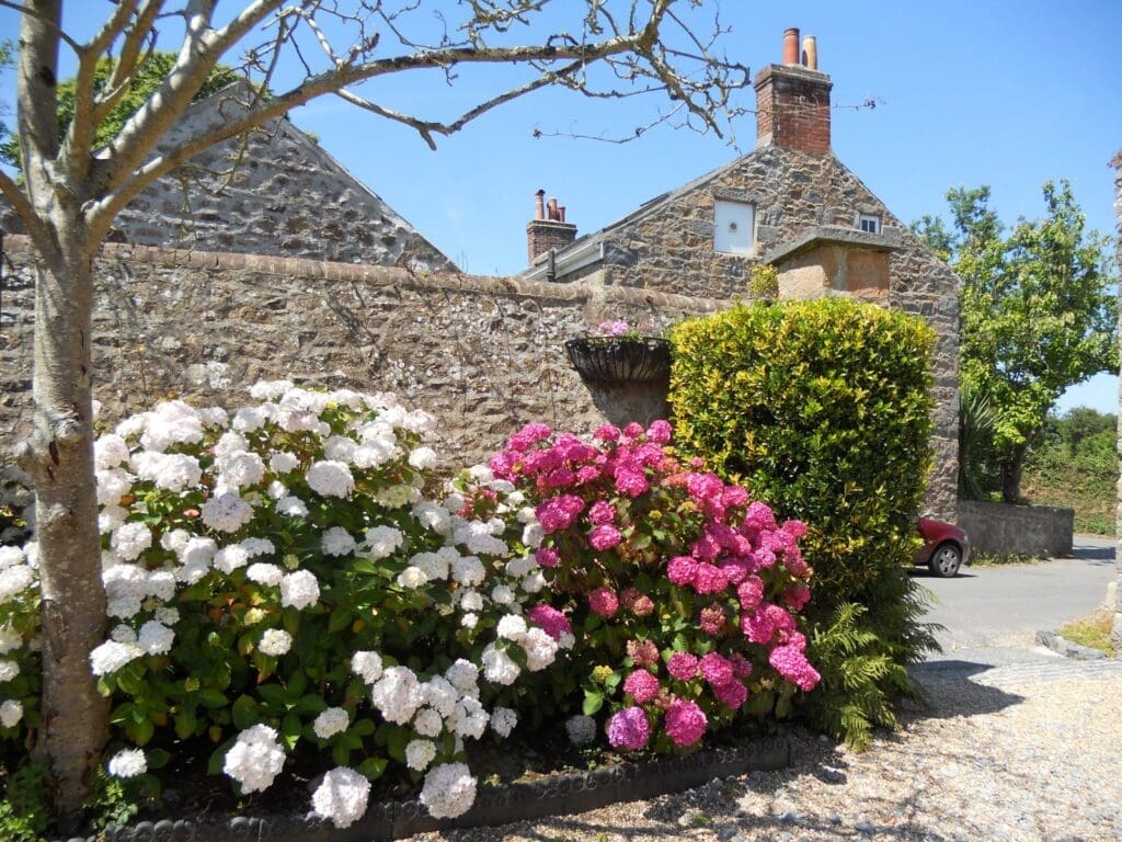 Hydrangeas in bloom by the granite walls at La Pompe