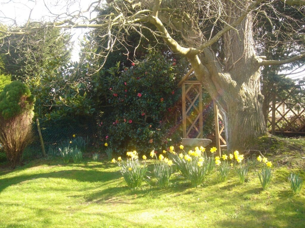 Spring daffodils in the shared garden of Le Pigeonnier and La Cachette