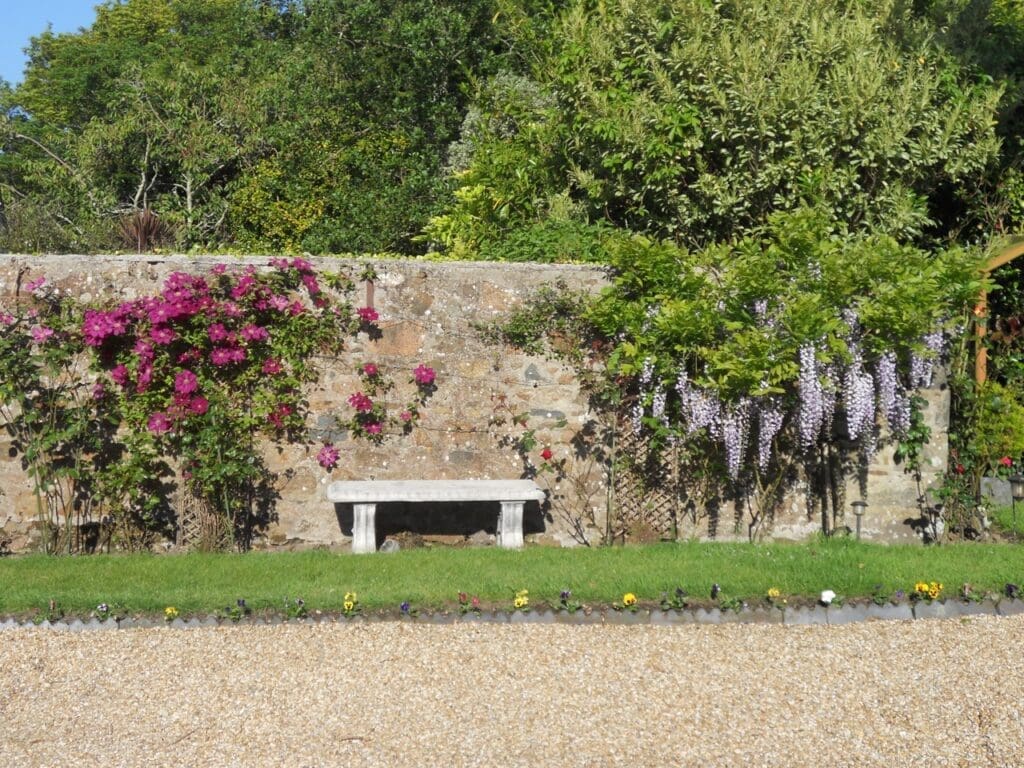 Walled garden with climbing roses, wisteria and stone bench