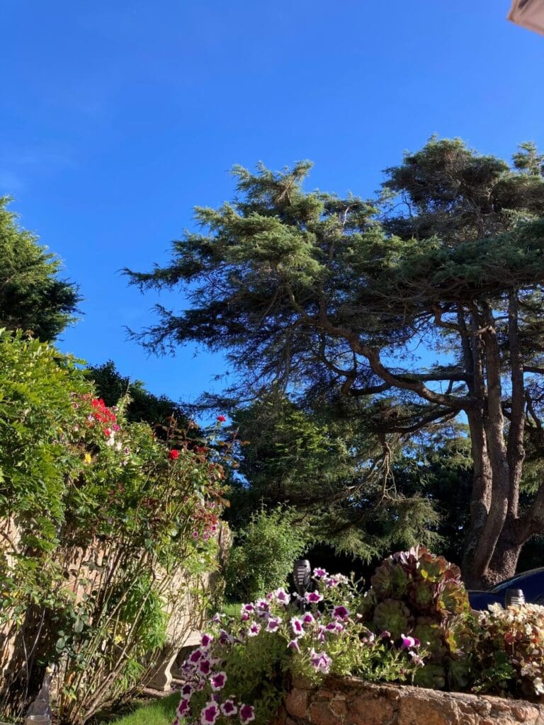 The Grandpa tree in the gardens at La Pompe