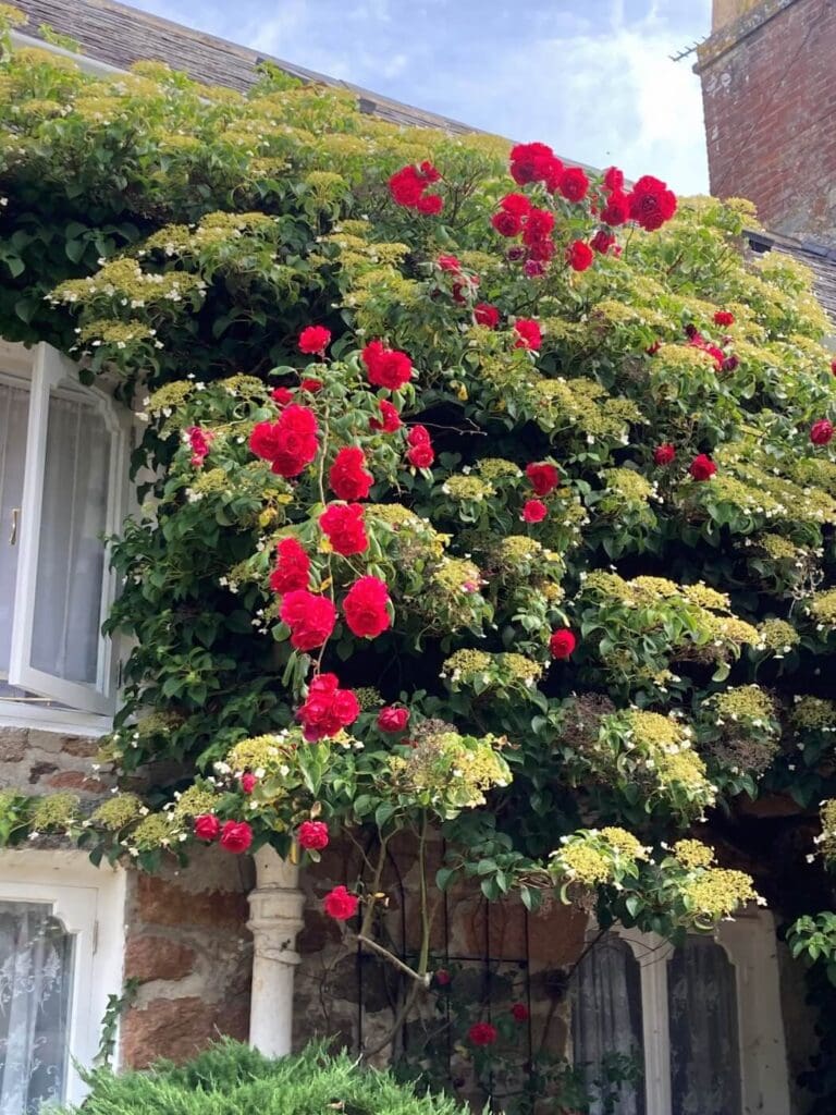 Roses and climbing hydrangea at La Pompe